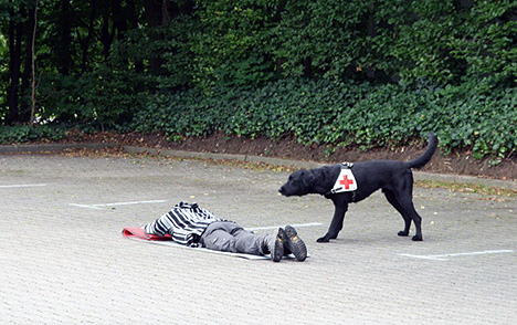 wpid-468DRK-Hunde-fit-fuer-den-Ernstfall-Sultan-2011-06-20-19-41.jpg