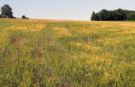wpid-468Trockenheit-verursacht-notreifes-Getreide-2011-06-6-21-44.jpg