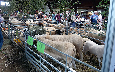 468Wolleproduzent und Oeko Rasenmaeher