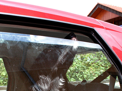 500 Hund im Auto
