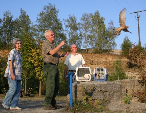 TSV Buchen wildert Turmfalken aus