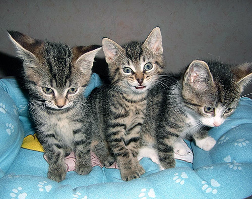 500 getigerte Kaetzchen