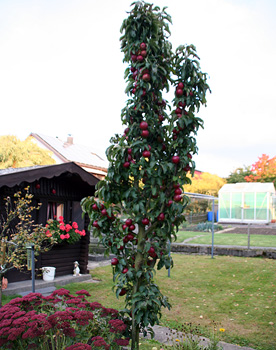 Apfelbaum.jpg Apfelbaum