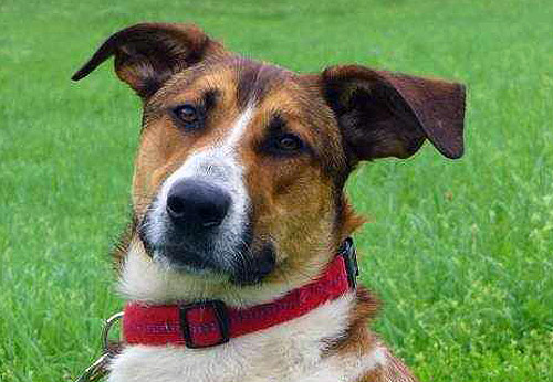 Balu Tier des Monats Oktober 2012