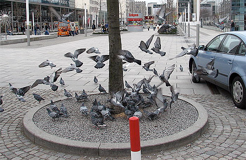 Stadttauben