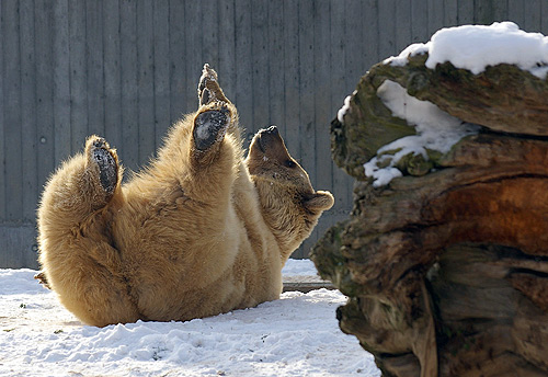 500 Braunbaer im Winter