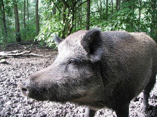 Wildschwein