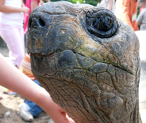 Schildkroete