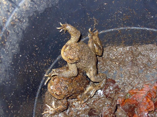 Kroeteneimer beuster