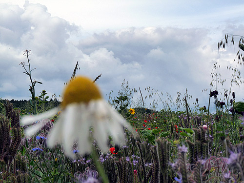 Bienenweide