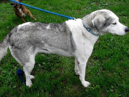 Hund in Sulzbach