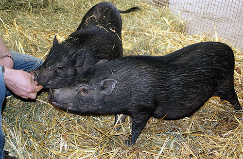 Minischweine auf der Jugendfarm