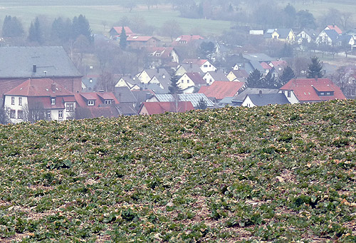 Rapsfeld