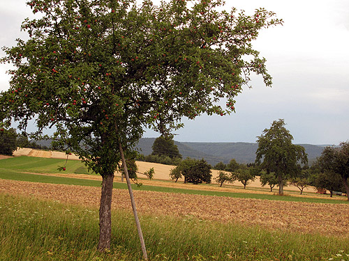 Obstbaumkongress