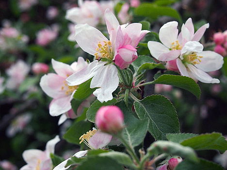 KP-Apfelbluete.jpg KP Apfelbluete