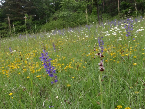 09 Wiese Demuth.jpg 09 Wiese Demuth