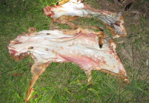Rehe ausgeweidet