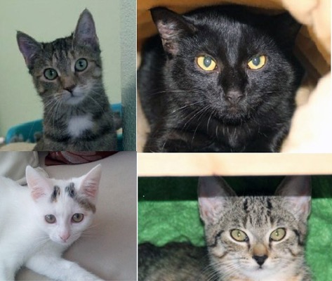 500 Katzenkinder Tierheim Dallau