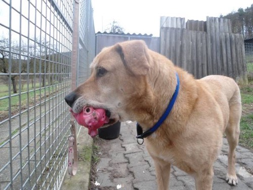 Buddy mit neuem Spielzeug