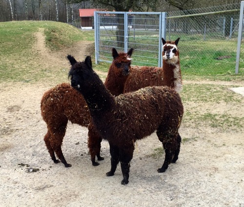 Alpakas.jpg Alpakas