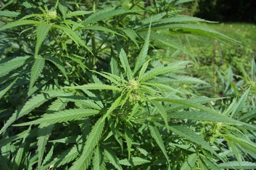 Cannabis_sativa_plant.jpg Cannabis sativa plant