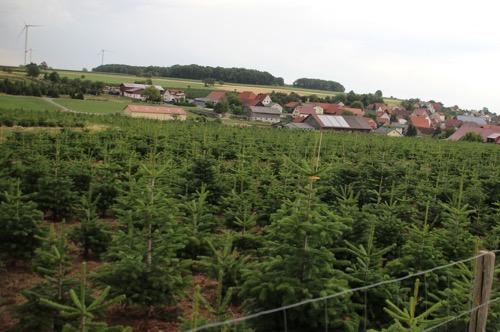 Christbaumkultur0722 004