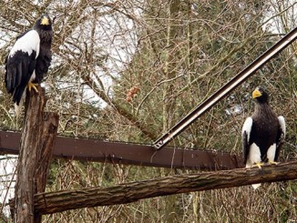 Riesenseeadler im Zoo Heidelberg » NOKZEIT