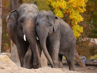 Zoo Heidelberg verschenkt 5.000. Jahreskarte » NOKZEIT