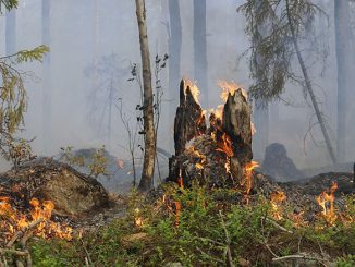 Waldbrandgefahr steigt im Kreis » NOKZEIT