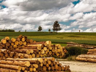 Waldbrunn: Erlös aus Holzvermarktung „trocknet“ » NOKZEIT