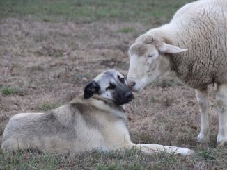 Herdenschutzhunde gegen Wolfsangriffe » NOKZEIT