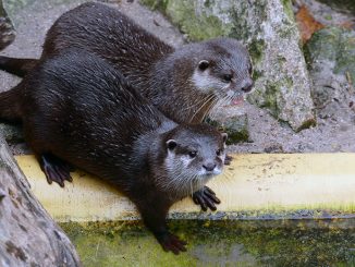 Verliebte Otter im Zoo Heidelberg » NOKZEIT