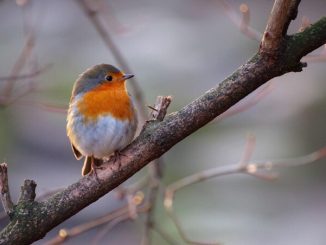 Vogelzählen im Wintergarten » NOKZEIT