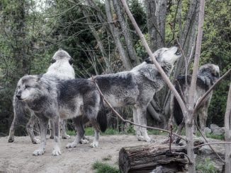 Wolfssichtungen auf dem Winterhauch » NOKZEIT