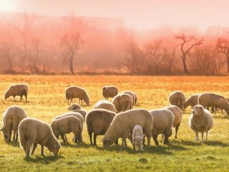Drei gerissene Schafe in Mudau » NOKZEIT