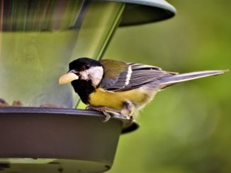 Vögel füttern – gewusst wie » NOKZEIT