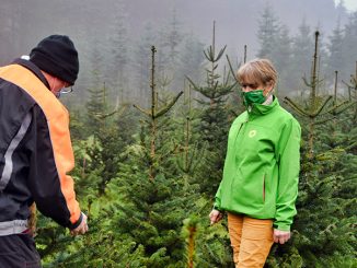 Weihnachtsbäume ohne Pestizide » NOKZEIT