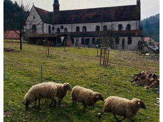 Bronnbacher Schafe aus Winterpause zurück » NOKZEIT