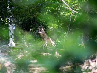 Odenwald wird Fördergebiet "Wolfsprävention" » NOKZEIT