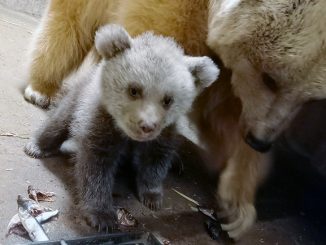 Bären-Nachwuchs im Zoo Heidelberg » NOKZEIT
