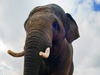 Neuer Mitbewohner für Elefanten-WG » NOKZEIT