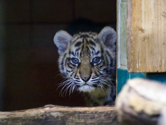 Tiger-Nachwuchs entwickelt sich gut » NOKZEIT