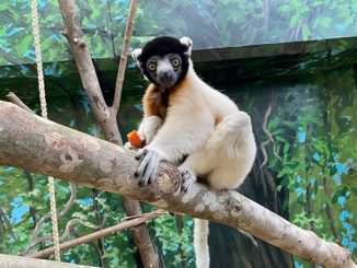 Jao bringt Schwung in Lemuren-WG » NOKZEIT
