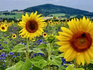 Sonnenblumen blühen für Kinderseelen » NOKZEIT