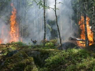 Minister warnt vor Waldbrandgefahr » NOKZEIT
