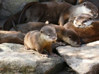 Gruppenkuscheln bei Familie Otter » NOKZEIT
