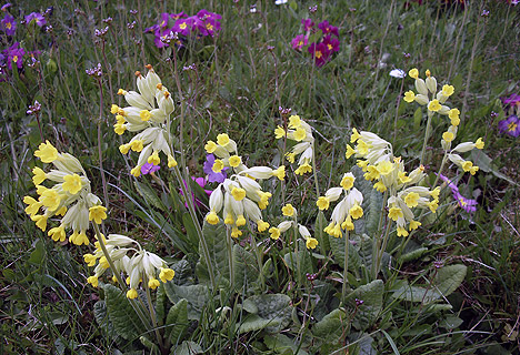 wpid-468Schluesselblume-von-Kurt-Schnoerr-2011-04-21-11-00.jpg