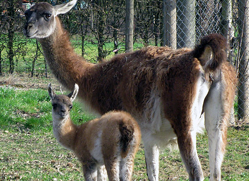 Saisonbeginn im Wildpark Schwarzach
