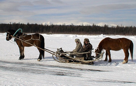 Pferde Baikalsee