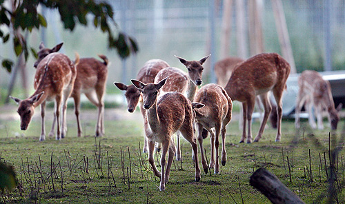 Tierpark Schwarzach lockt zu Pfingsten